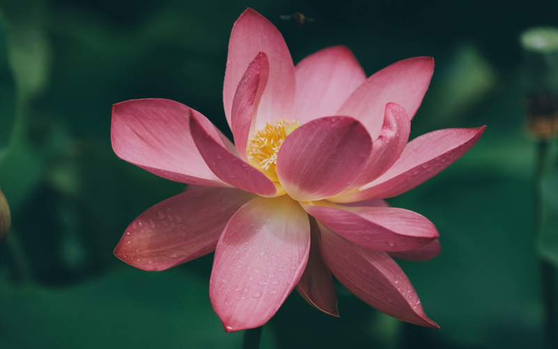 荷花盛開時(shí)。梁斌攝