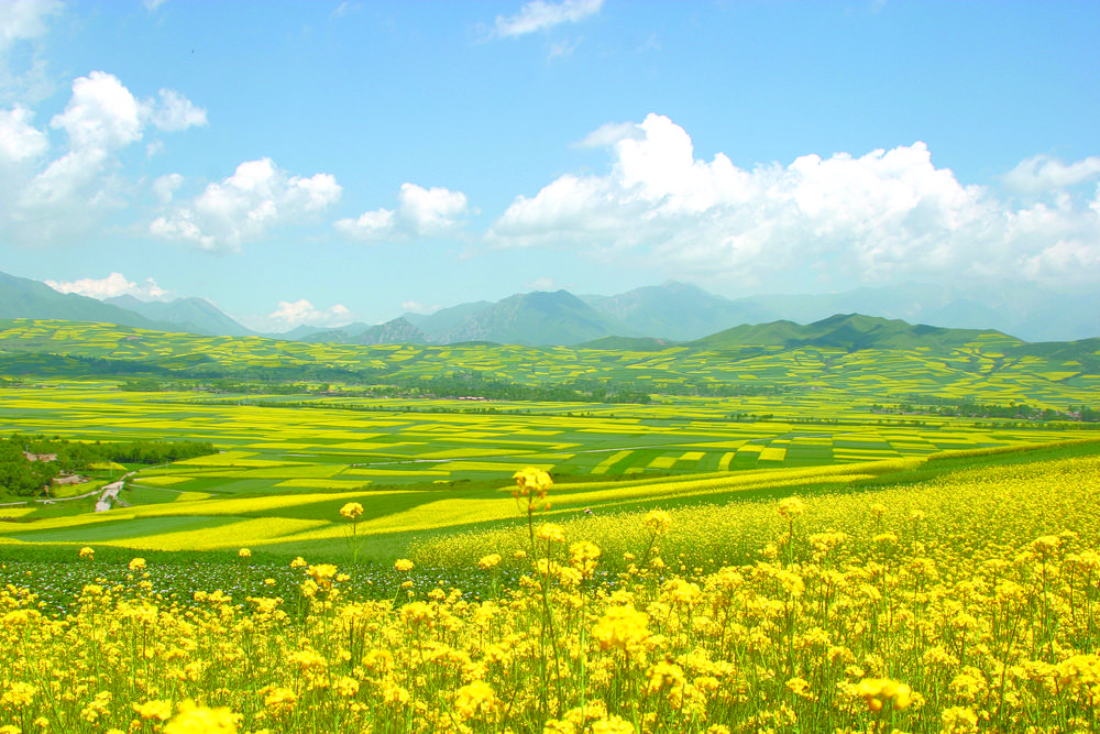 青海綠色有機(jī)農(nóng)畜產(chǎn)品輸出地建設(shè)加速“奔跑”2021年，累計(jì)向省外輸出牛羊肉、油料、青稞、露地蔬菜等農(nóng)畜產(chǎn)品價(jià)值達(dá)133億元……這張成績單上，每一個數(shù)字的攀升，都是青海打造綠色有機(jī)農(nóng)畜產(chǎn)品輸出地踏實(shí)前行的腳印。