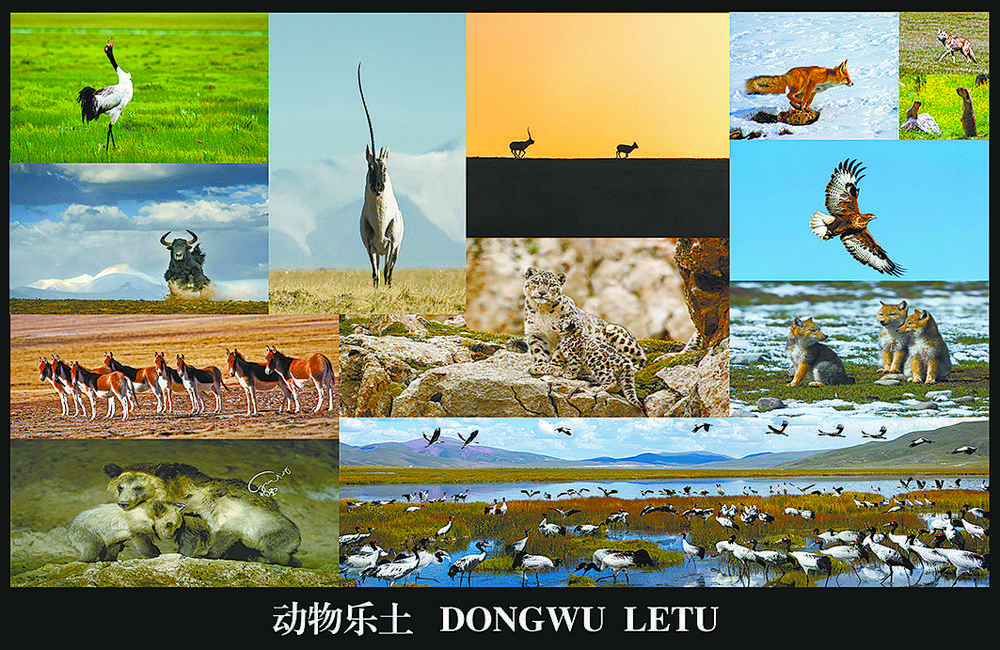 動物樂土。記者 程宦寧 通訊員 玉樹州生態(tài)環(huán)境局 攝