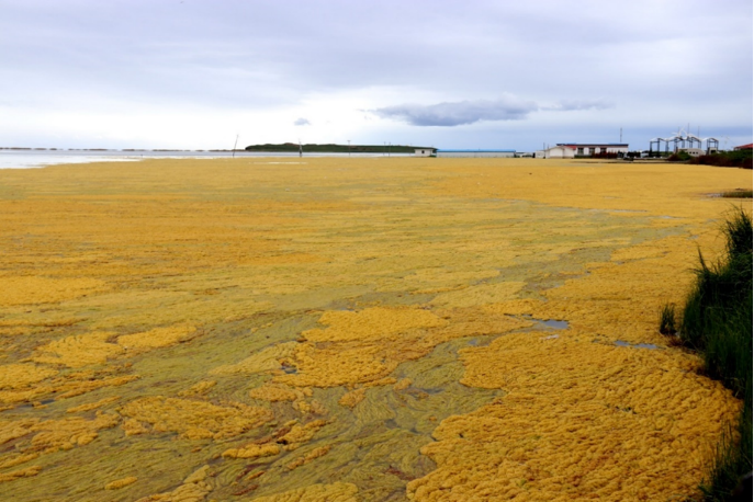 青海湖水生態(tài)環(huán)境保護(hù)修復(fù)典型案例-治理前