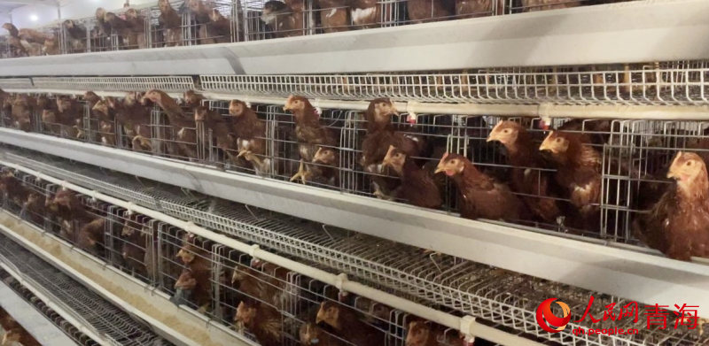 尖扎志和養(yǎng)殖合作社的養(yǎng)雞場(chǎng)。人民網(wǎng) 陳明菊攝