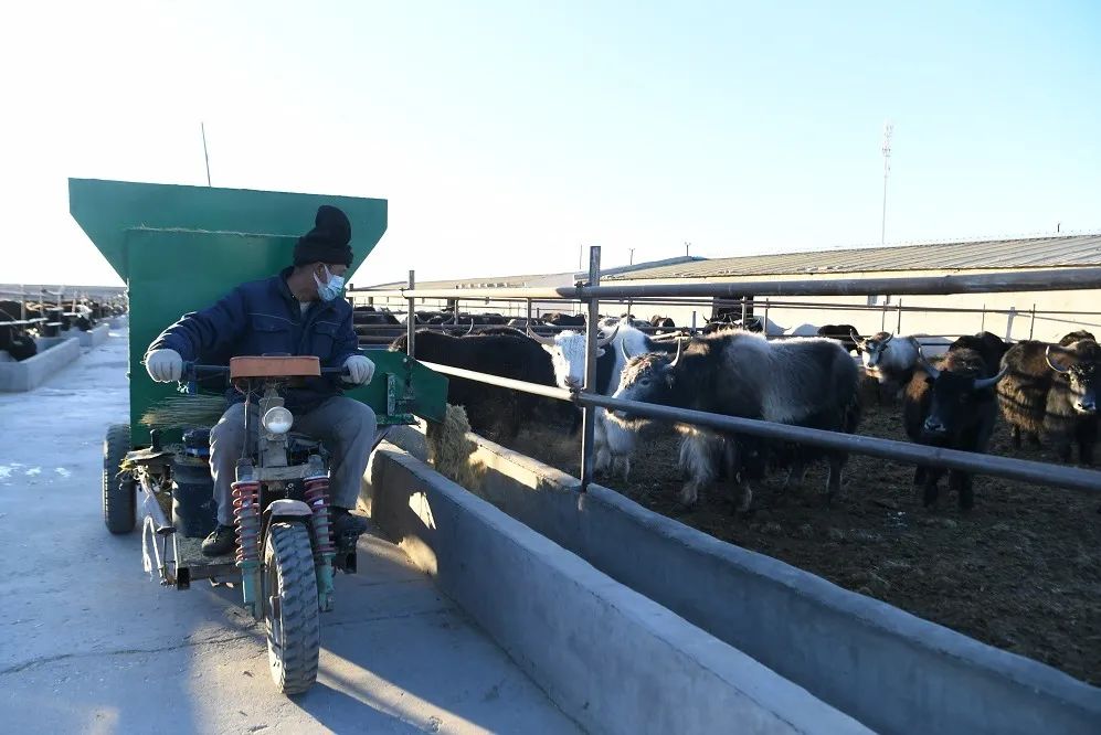 牛羊養(yǎng)殖。海西州委宣傳部供圖