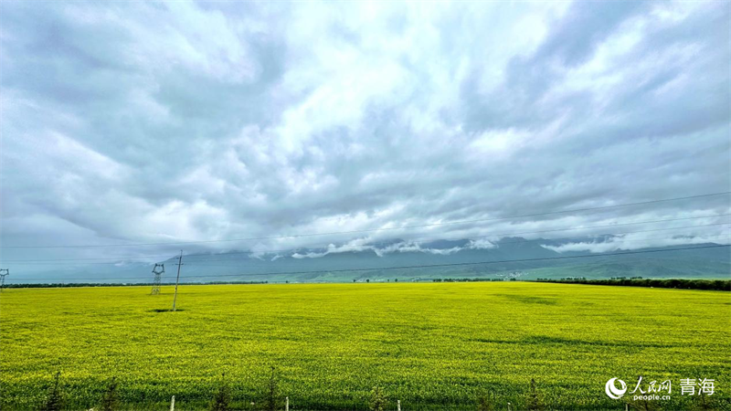 7月2日，門源縣盛開(kāi)的油菜花。人民網(wǎng) 劉沛然攝