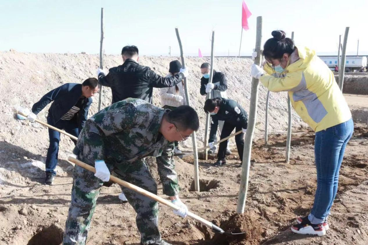 參與植樹造林。茫崖市自然資源局供圖
