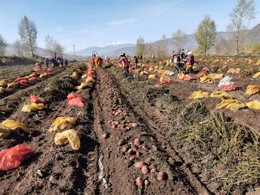 流水口村馬鈴薯喜豐收。李生風(fēng)攝