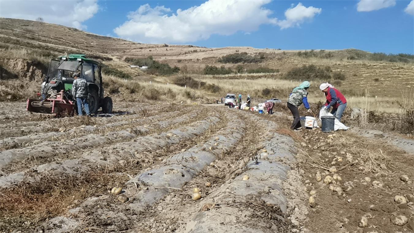 流水口村馬鈴薯喜豐收。李生風(fēng)攝