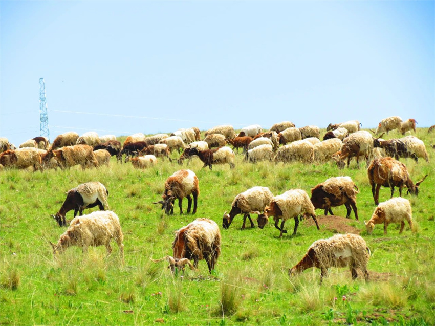 羊群。澤庫縣委宣傳部供圖