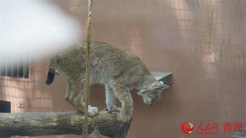 猞猁。人民網(wǎng) 況玉攝