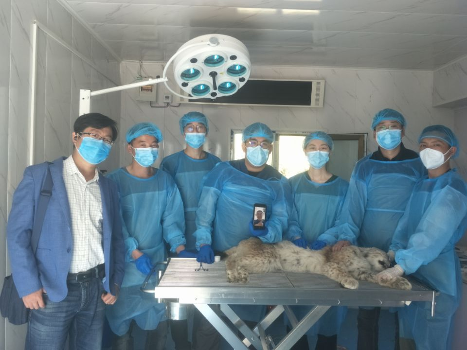 “天線寶寶”猞猁得到了專業(yè)的救助與妥善安置。受訪者供圖