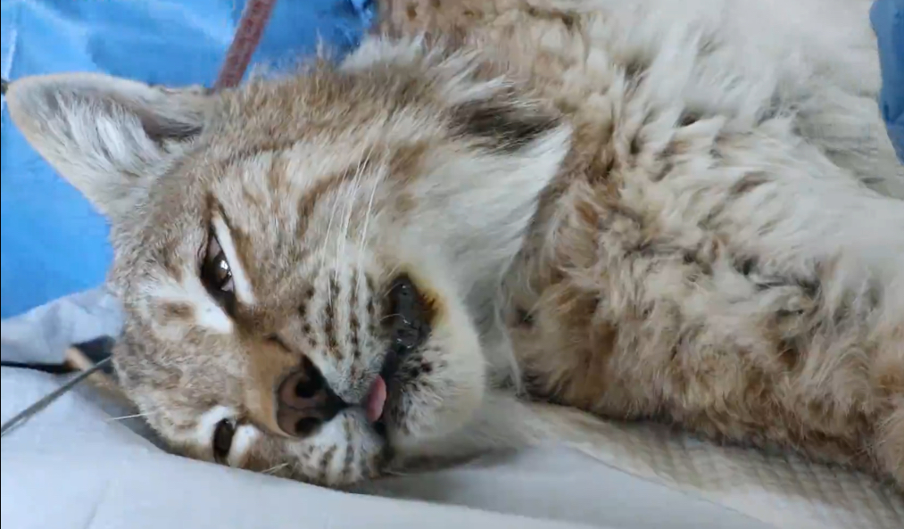 “天線寶寶”猞猁放歸前進行身體檢查。受訪者供圖