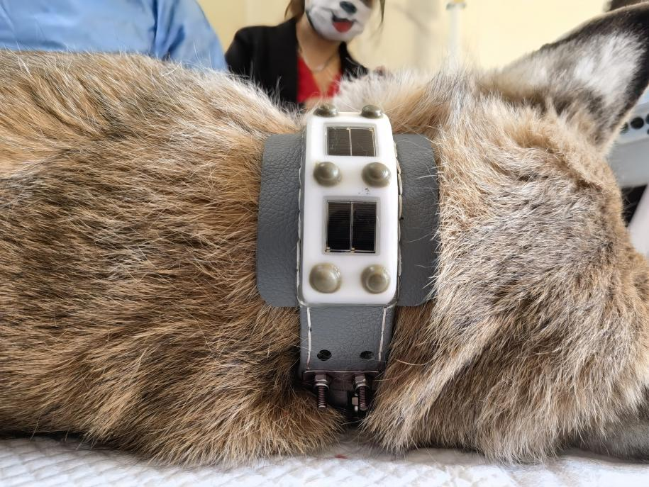 “天線寶寶”猞猁佩戴衛(wèi)星定位項圈。受訪者供圖