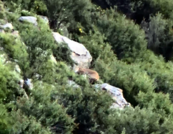 “天線寶寶”猞猁放歸自然后，齊新章拍攝到其珍貴影像。受訪者供圖