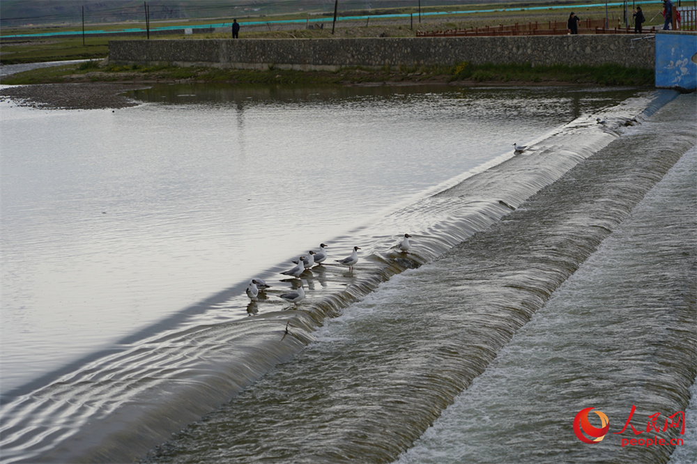 魚鳥(niǎo)和諧共生。人民網(wǎng) 記者甘海瓊攝