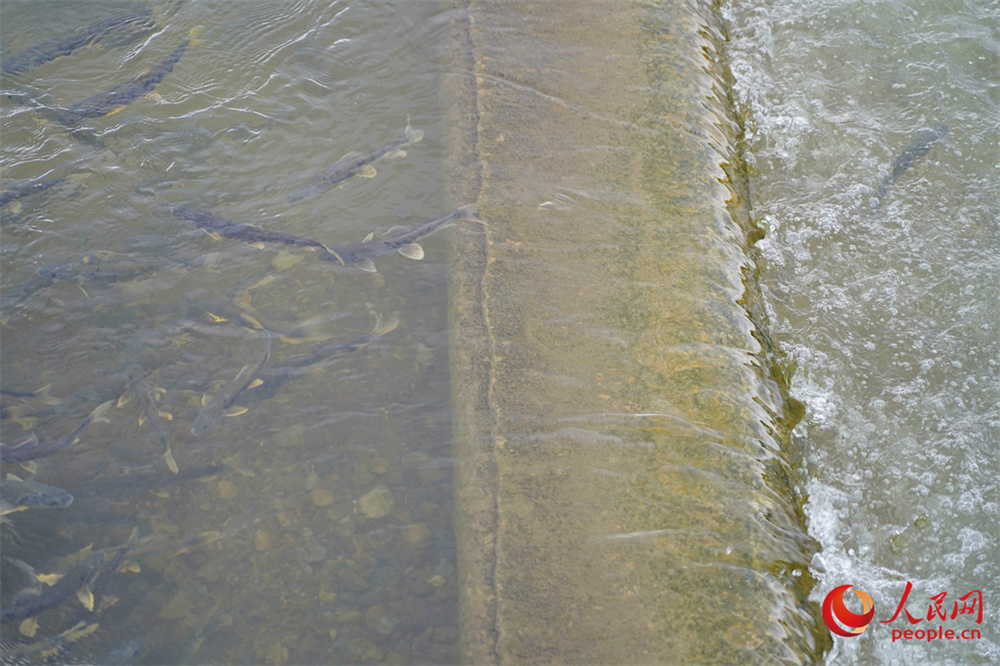 湟魚洄游。人民網(wǎng) 記者甘海瓊攝