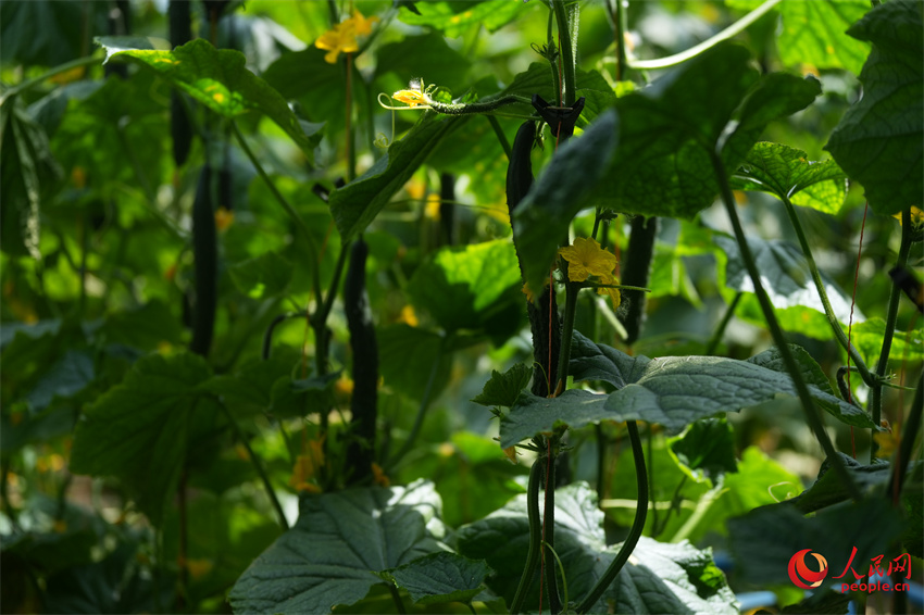 新莊鎮(zhèn)臺(tái)其莊村黃瓜豐收。人民網(wǎng) 陳明菊攝