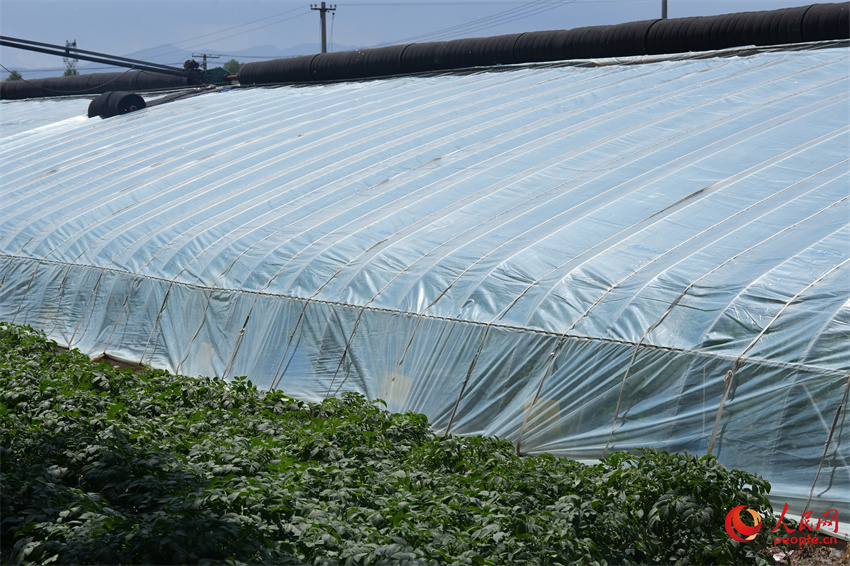 西寧河湟田園綠色蔬菜基地的新大棚。人民網(wǎng) 陳明菊攝