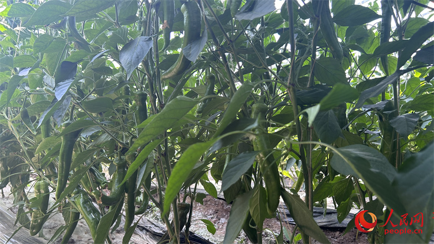 辣椒長(zhǎng)勢(shì)喜人。人民網(wǎng) 陳明菊攝