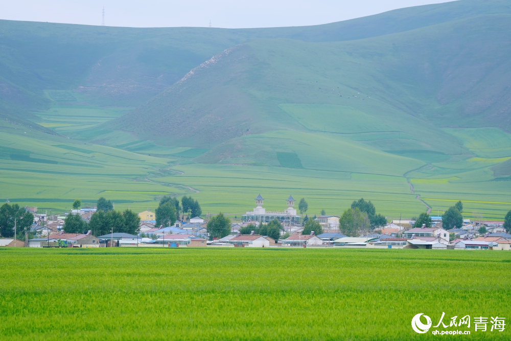 門源青稞麥田。人民網(wǎng) 陳明菊攝