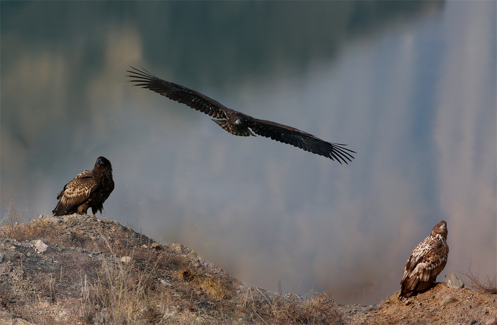 白尾海雕。河南縣委宣傳部供圖