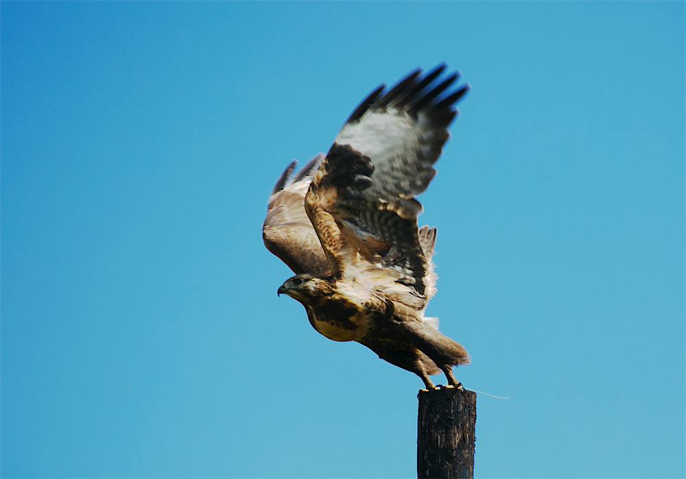 大鵟。河南縣委宣傳部供圖