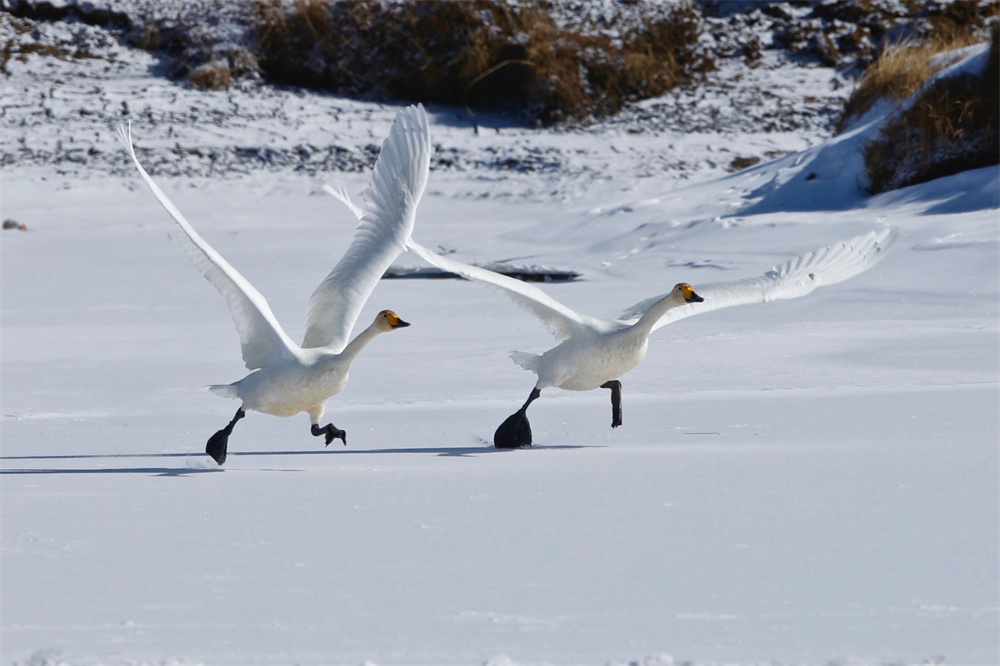 大天鵝。河南縣委宣傳部供圖