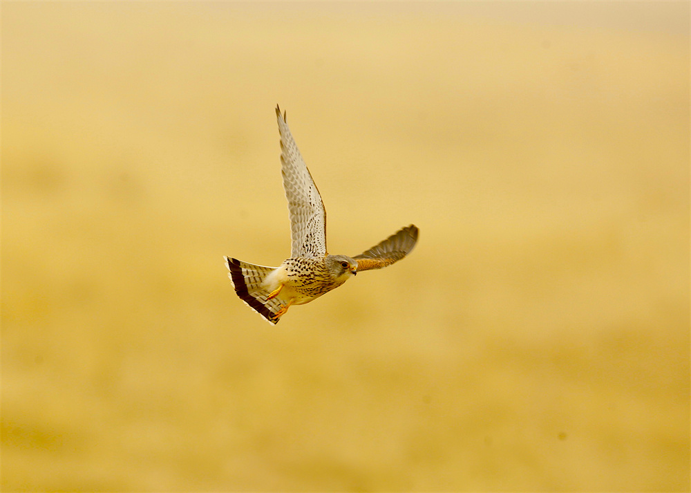 紅隼。河南縣委宣傳部供圖