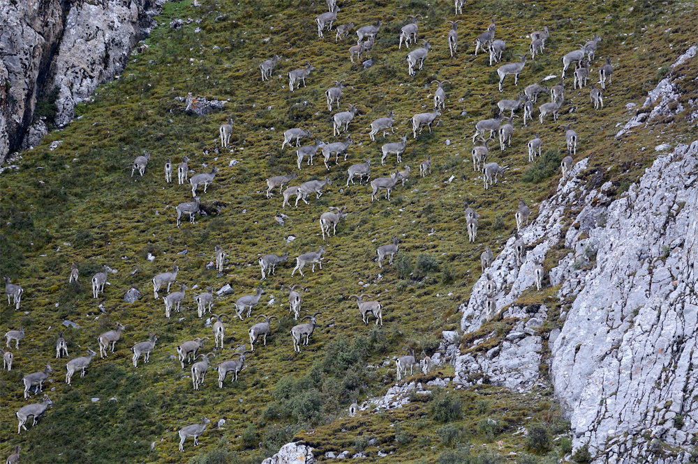 巖羊。河南縣委宣傳部供圖