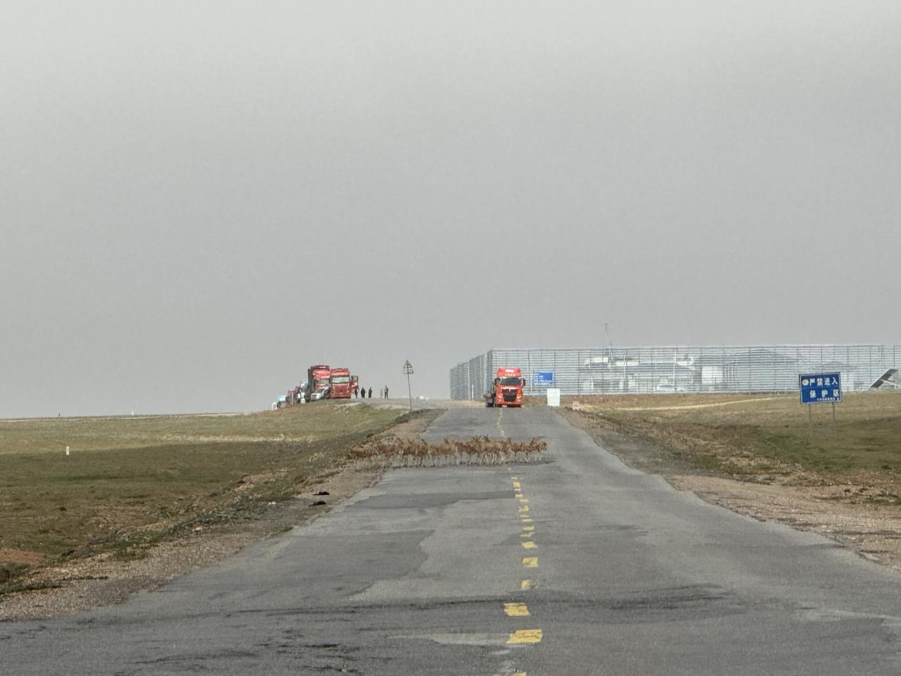 藏羚羊回遷。三江源國家公園管理局供圖