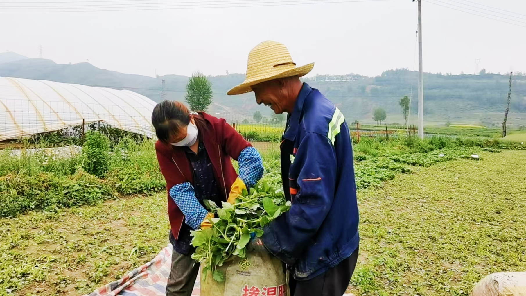 工人正在打包采收的野菜。王文霞攝