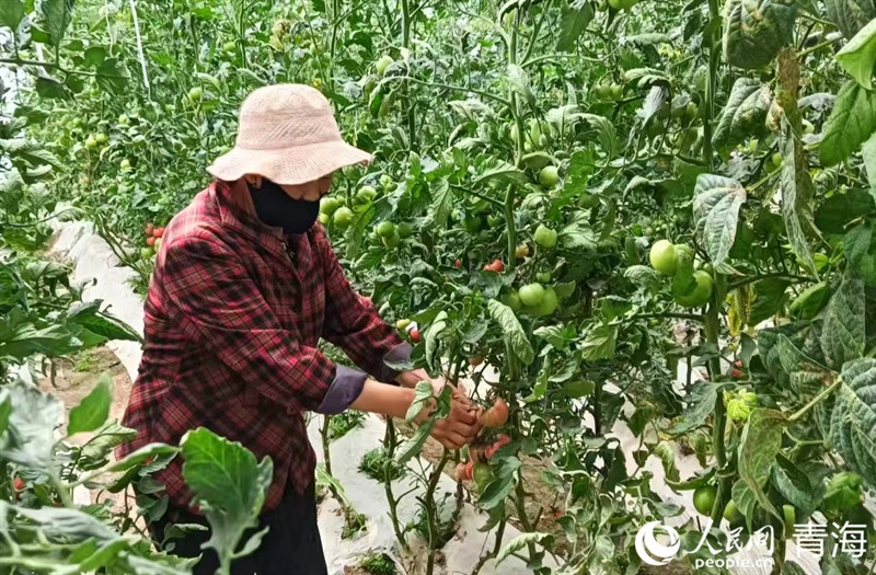 村民們正在采摘西紅柿。人民網(wǎng)記者 張莉萍攝 