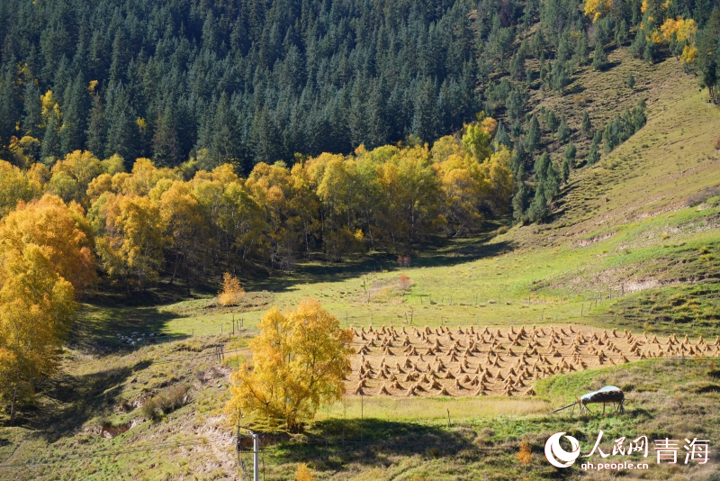 色彩斑斕秋景美。人民網(wǎng) 顧斐菲攝