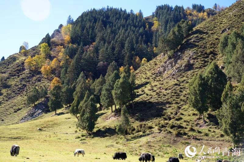 山間秋色斑斕。人民網(wǎng) 顧斐菲攝