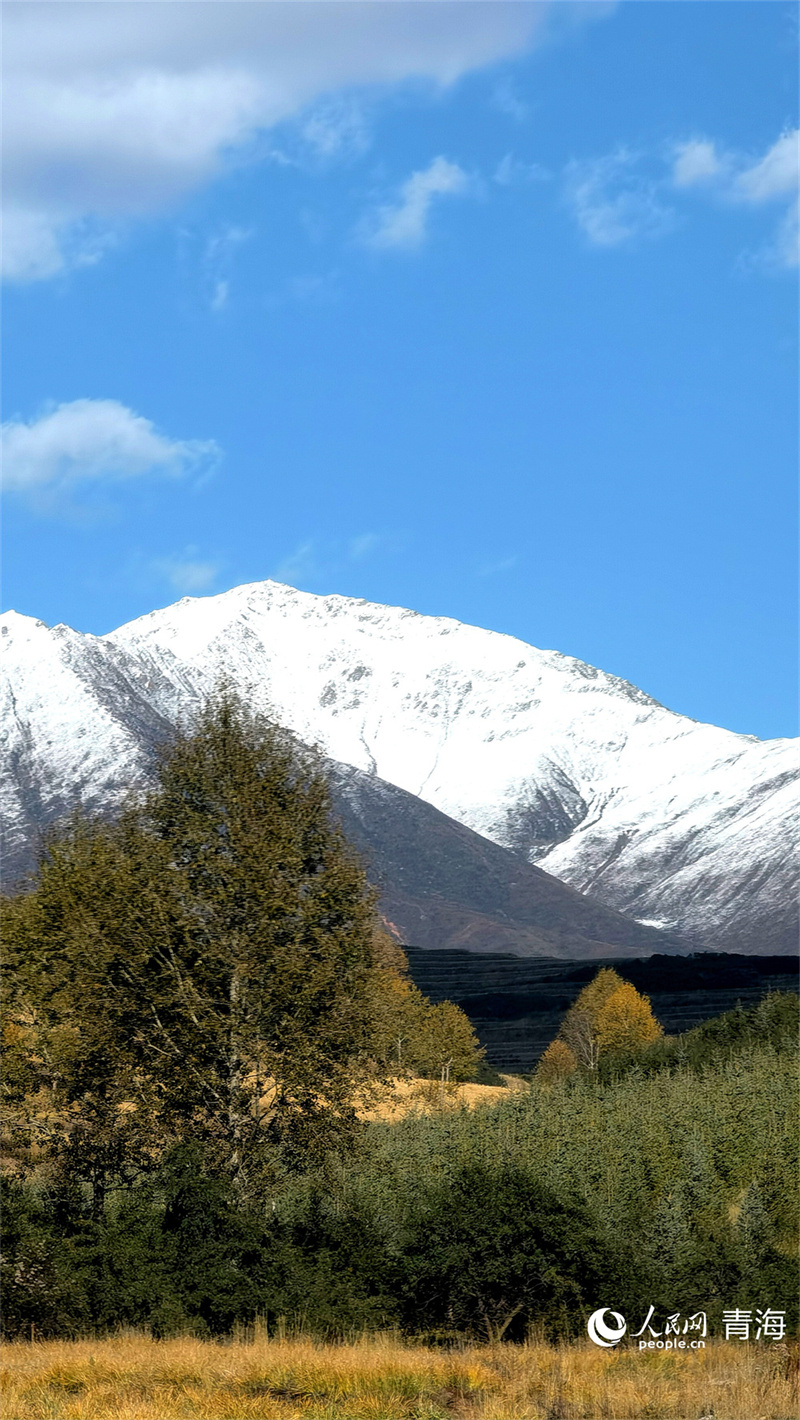 在大通縣東峽鎮(zhèn)，橙黃與雪白交織。人民網(wǎng) 馬可欣攝