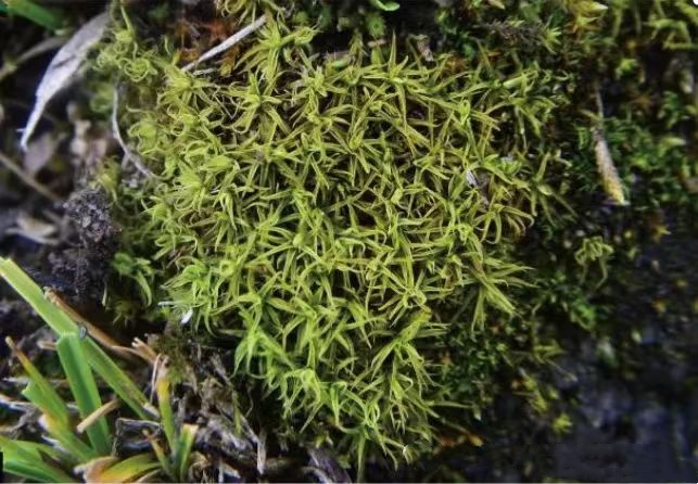 美麗紐蘚。大通北川河源區(qū)國(guó)家級(jí)自然保護(hù)區(qū)管理局供圖