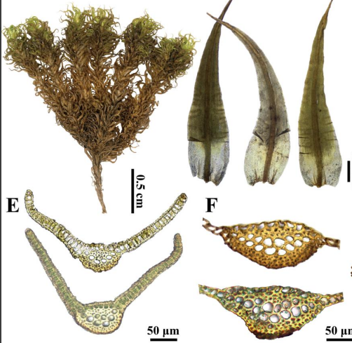 美麗紐蘚。大通北川河源區(qū)國(guó)家級(jí)自然保護(hù)區(qū)管理局供圖