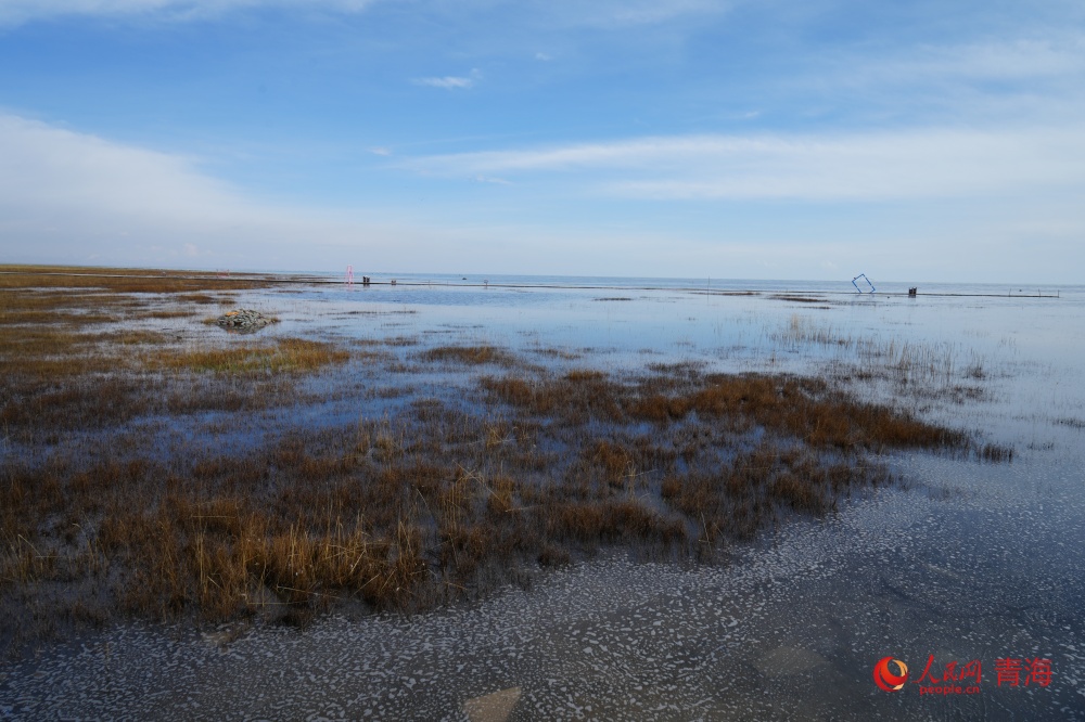 青海湖北岸仙女灣秋韻。人民網(wǎng) 陳明菊攝