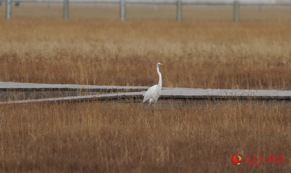 漫步在仙女灣的水鳥。人民網(wǎng) 陳明菊攝