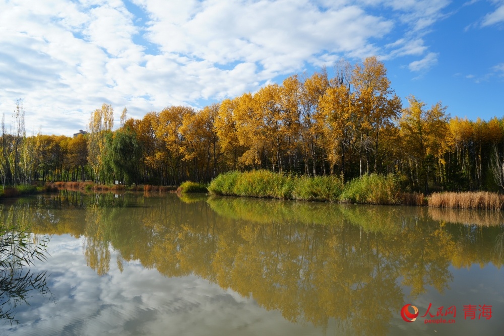 西寧湟水國(guó)家濕地公園秋韻。人民網(wǎng) 陳明菊攝