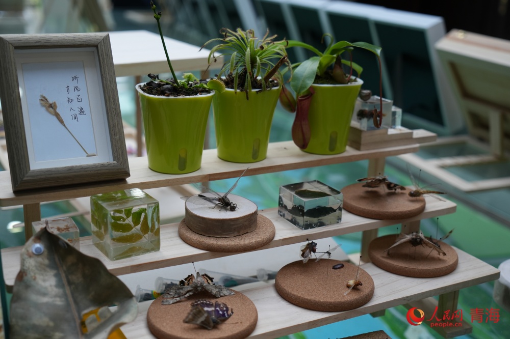 市民自然教育作品展。人民網(wǎng) 陳明菊攝