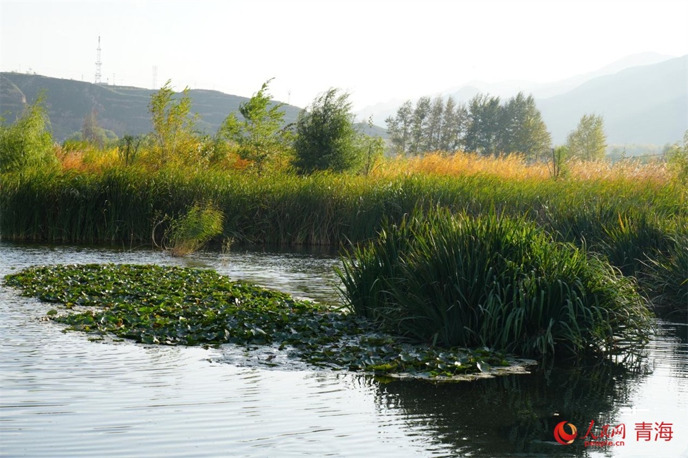 樂都區(qū)污水處理廠尾水濕地水清景美。人民網(wǎng) 陳明菊攝