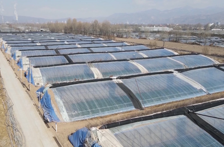 新莊鎮(zhèn)溫室蔬菜大棚。大通縣融媒體中心供圖