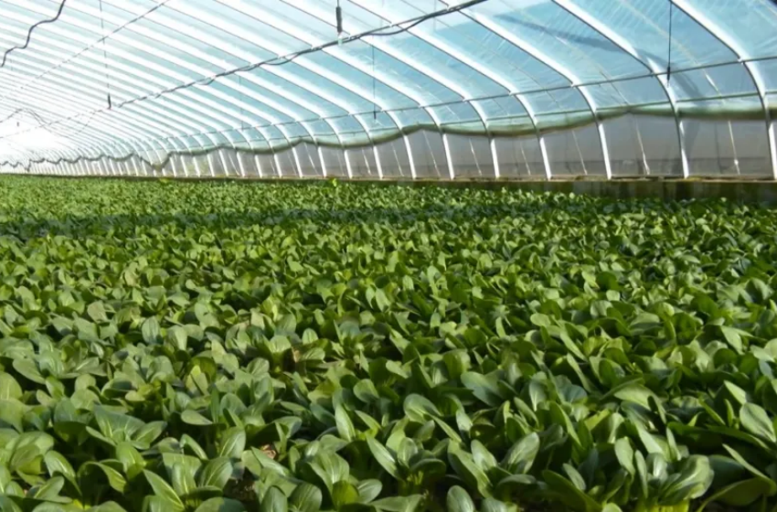 蔬菜喜豐收。冶敏攝