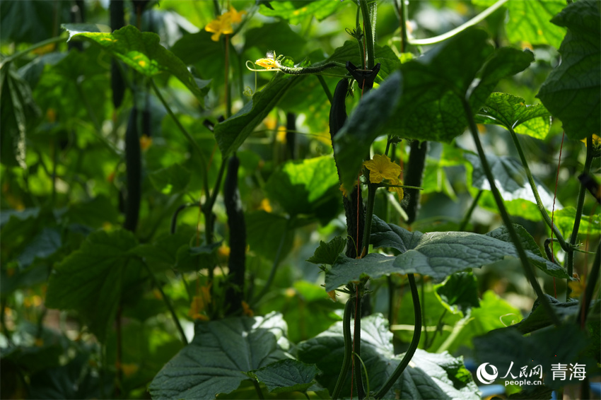 “新莊黃瓜”已被打造成為品牌。人民網(wǎng) 陳明菊攝