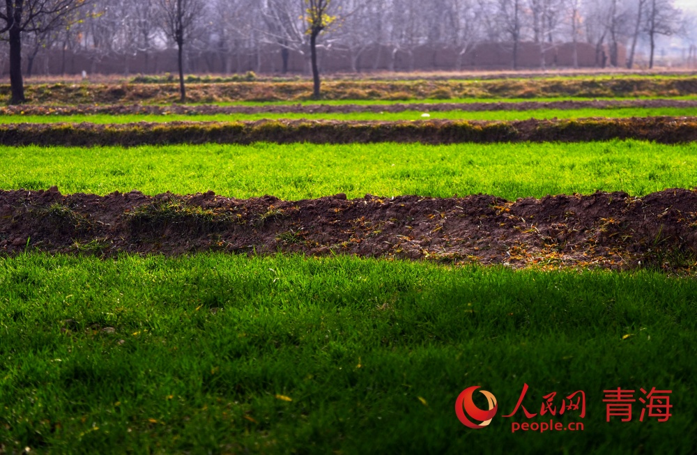 冬日的暖陽(yáng)下麥苗閃爍著生命的光澤。人民網(wǎng)記者 甘海瓊攝