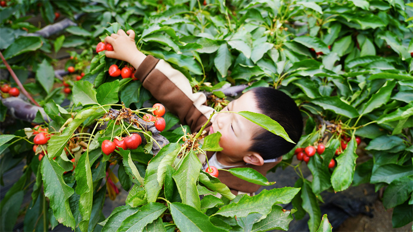 小朋友體驗(yàn)采摘樂(lè)趣。許曉麗攝