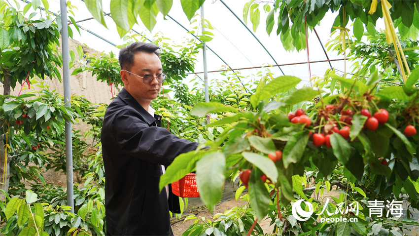 游客采摘樂。人民網(wǎng)記者 張莉萍攝