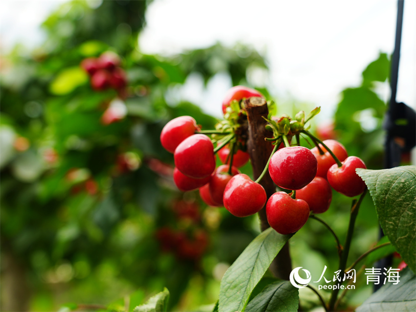 櫻桃掛滿枝。人民網(wǎng)記者 張莉萍攝