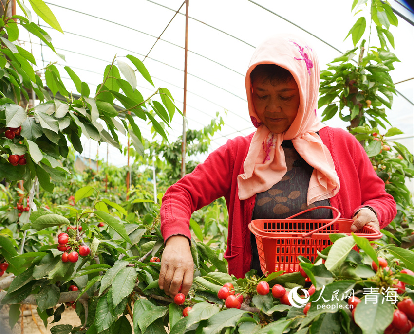 櫻桃采摘正當(dāng)時(shí)。人民網(wǎng)記者 張莉萍攝