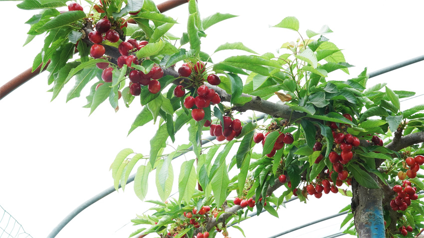 櫻桃掛滿枝。許曉麗攝