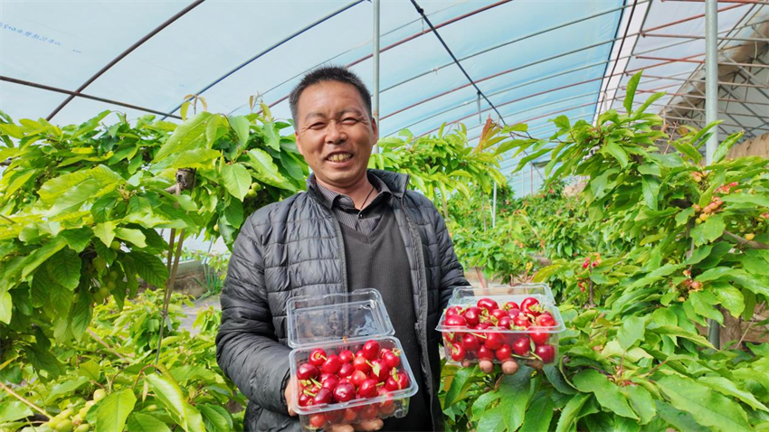 櫻桃采摘正當(dāng)時。李晶攝